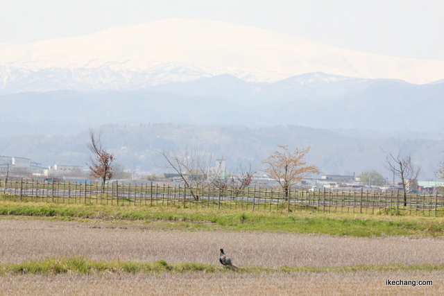 画像：月山をバックに様子をうかがうキジ