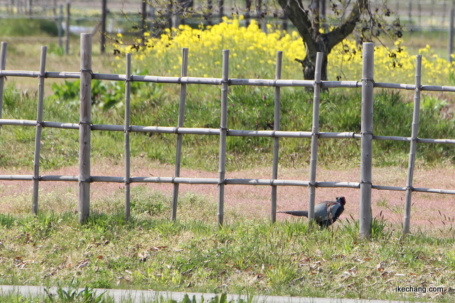 画像：西沼田遺跡に侵入したキジ