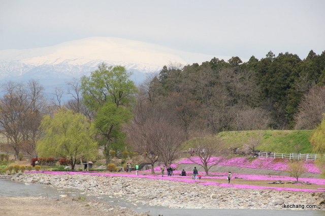 画像：立谷川のシバザクラと月山