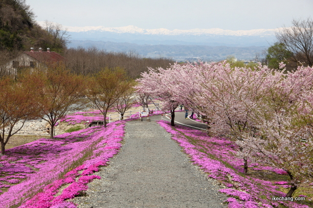 画像：大森赤石橋から河川敷に降りる斜路