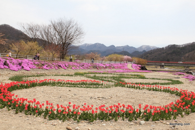 画像：オリンピックに合わせて植えられたチューリップ