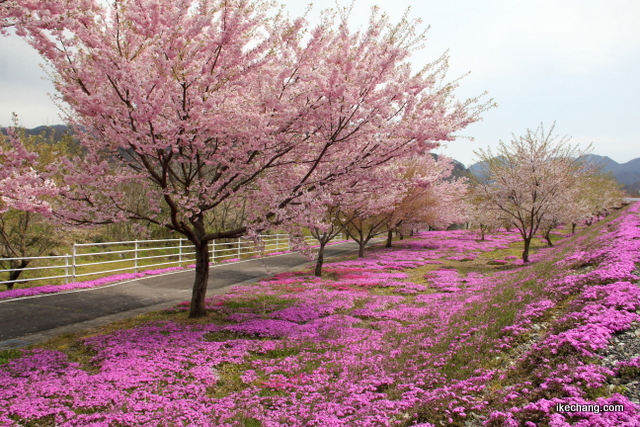 画像：立谷川のシバザクラとソメイヨシノ