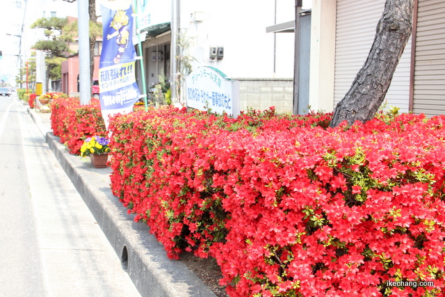 画像：咲き始めた「つつじ」の街路樹