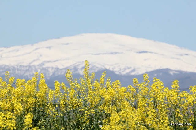 画像：菜の花畑の向こうに見える白い月山