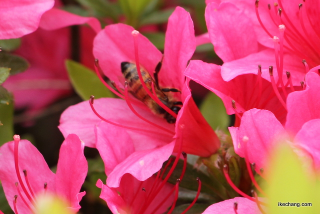 画像：頭からツツジの花に潜るミツバチ