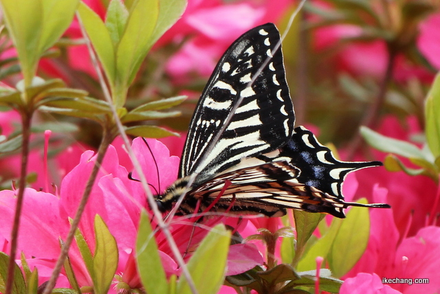 画像：ツツジの蜜を吸いに来たキアゲハ