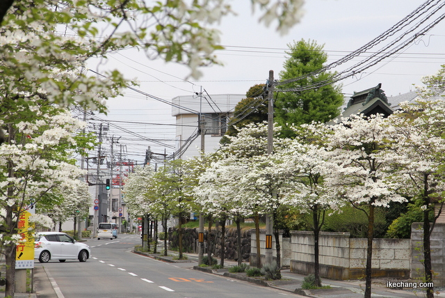 画像：ハナミズキが街路樹になっている街並み