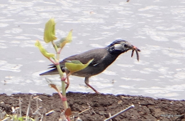 画像：餌をくわえるムクドリ