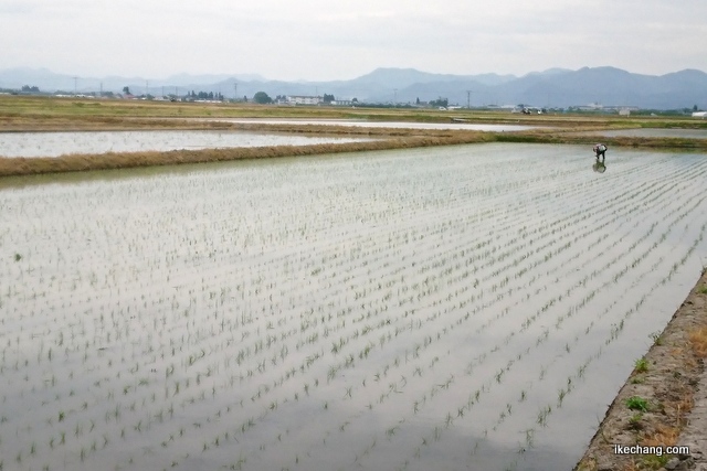 画像：手で田植えする様子