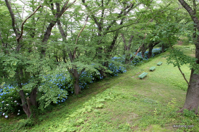 画像：舞鶴山のアジサイの群生