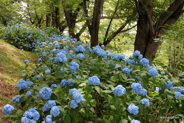 画像：舞鶴山のアジサイの群生