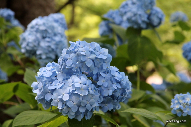 画像：舞鶴山の青色のアジサイ