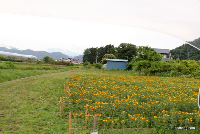 画像：上貫津集落の紅花畑