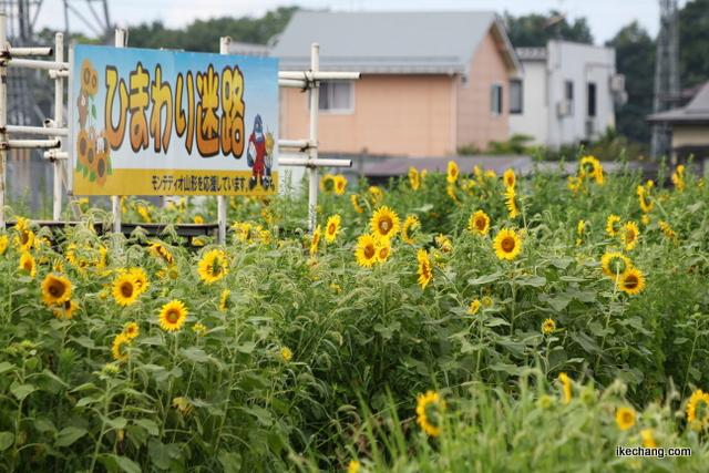 写真：山形県天童市のひまわり迷路