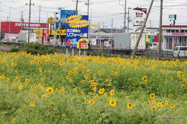 写真：山形県天童市のひまわり迷路