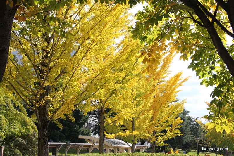 画像：テニスコート前のイチョウ（山形県総合運動公園）