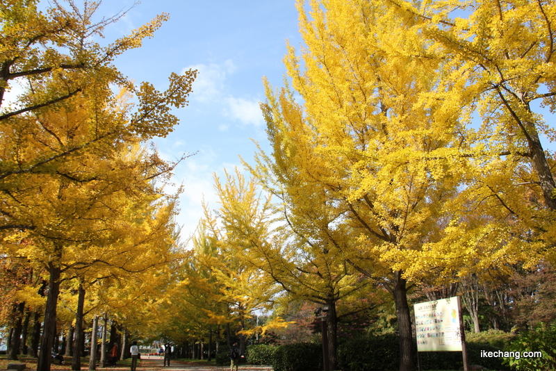 画像：イチョウ並木も黄色くなってきました（山形県総合運動公園）