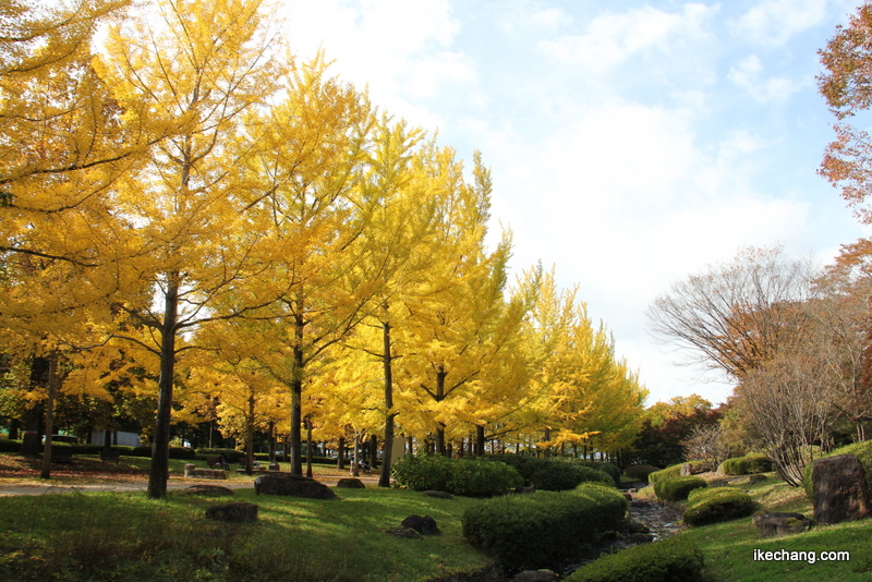 画像：青い空と白い雲と黄色いイチョウ（山形県総合運動公園）