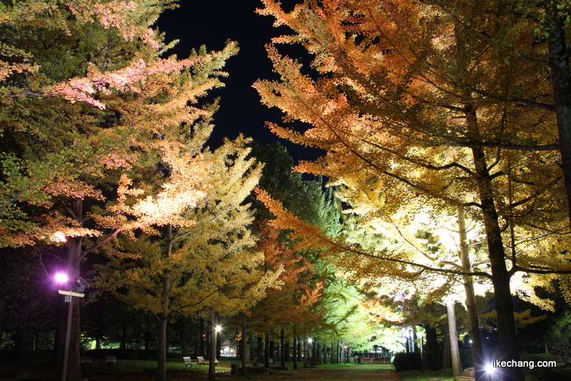 画像：カクテル光線に照らされるイチョウ並木（山形県総合運動公園）