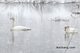 写真：水面に浮かぶ2羽の白鳥