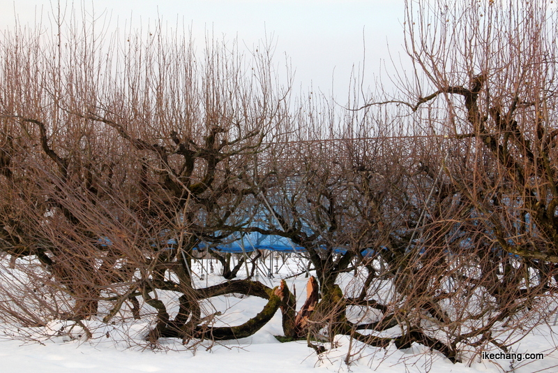画像：大雪で枝折れした果樹
