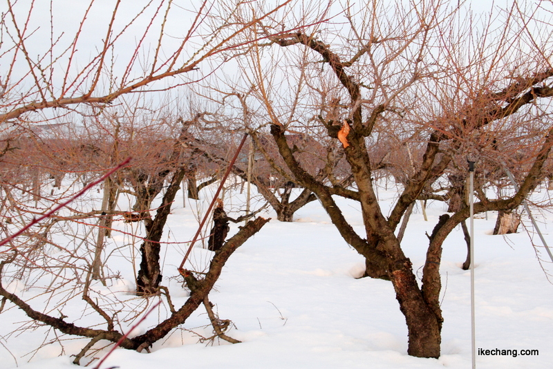画像：大雪で枝折れした果樹