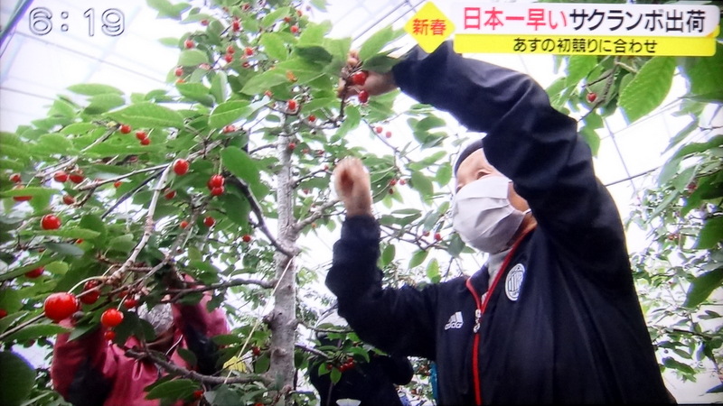 画像：日本一早いさくらんぼの収穫