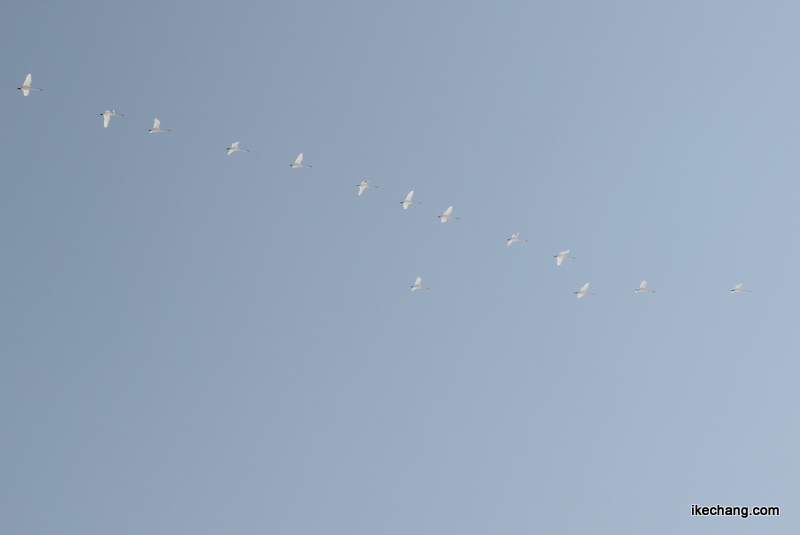 画像：青空を飛ぶ白鳥の群れ