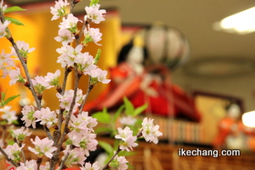 写真：満開の啓翁桜と雛人形