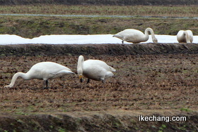 画像：天童市西部の田んぼでエサをついばむ白鳥の群れ