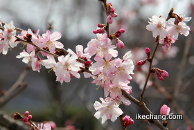 画像：咲き始めた天童市役所前の四季桜