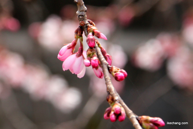 画像：つぼみがふくらんでいる四季桜