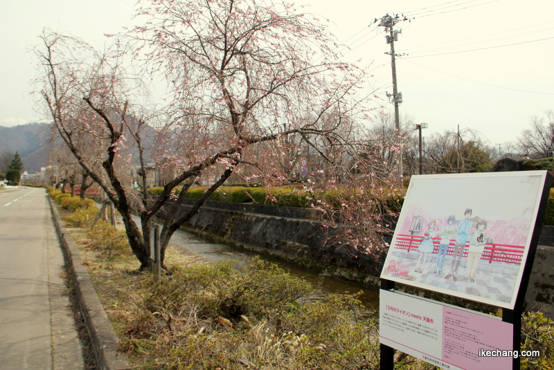 画像：「3月のライオン」オリジナルイラストの看板と四季桜