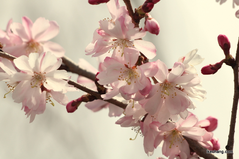 画像：咲き始めた四季桜