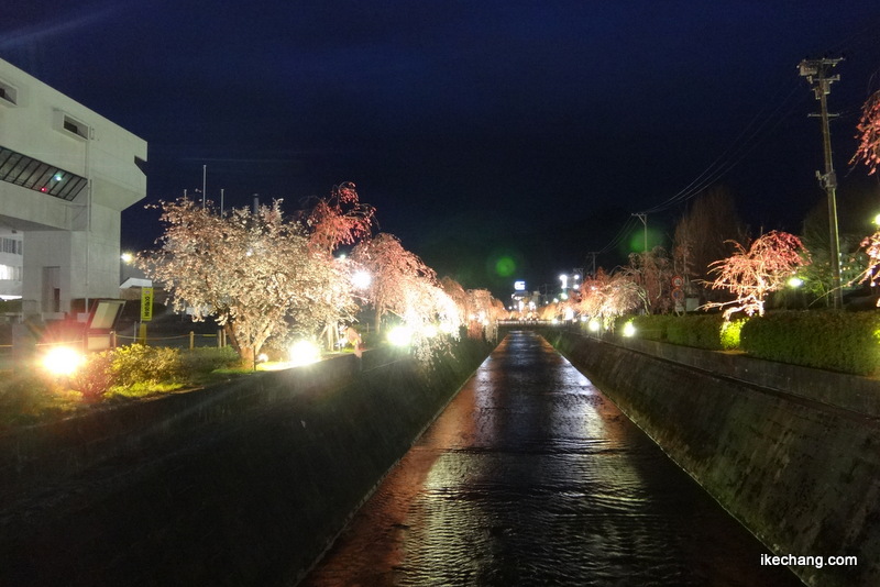 画像：倉津川しだれ桜ライトアップ（王将橋から温泉街方向）