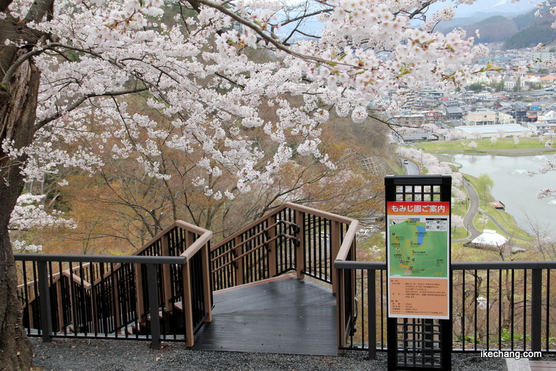 画像：デッキ階段の頂上と満開の桜