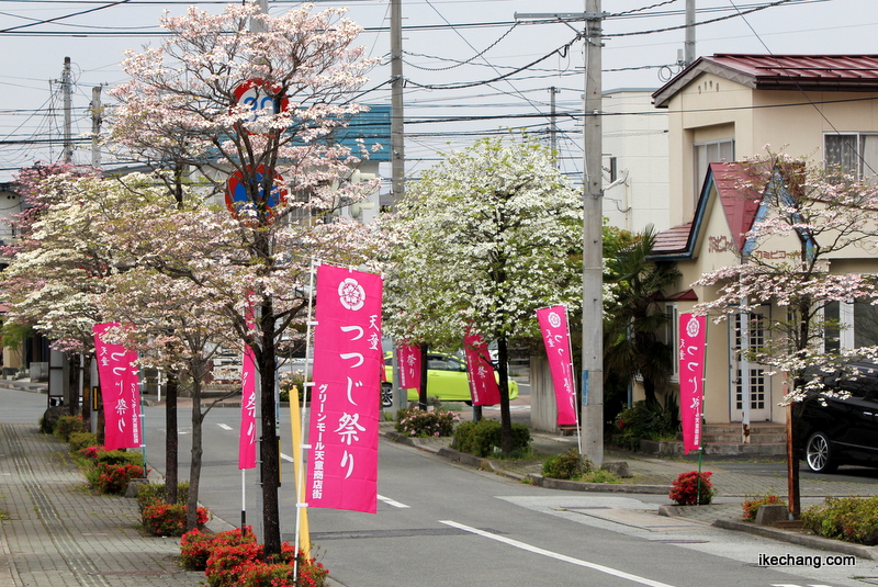 画像：建勲神社へ通じる道路のハナミズキ