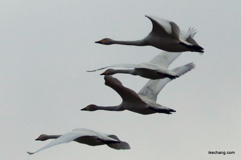 写真：田んぼの上を飛ぶ白鳥（コハクチョウ）