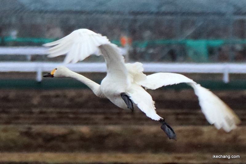 写真：上空から降り立つ白鳥（コハクチョウ）