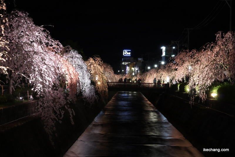 写真：王将橋から天童温泉の方向を眺めた様子（倉津川しだれ桜ライトアップ）