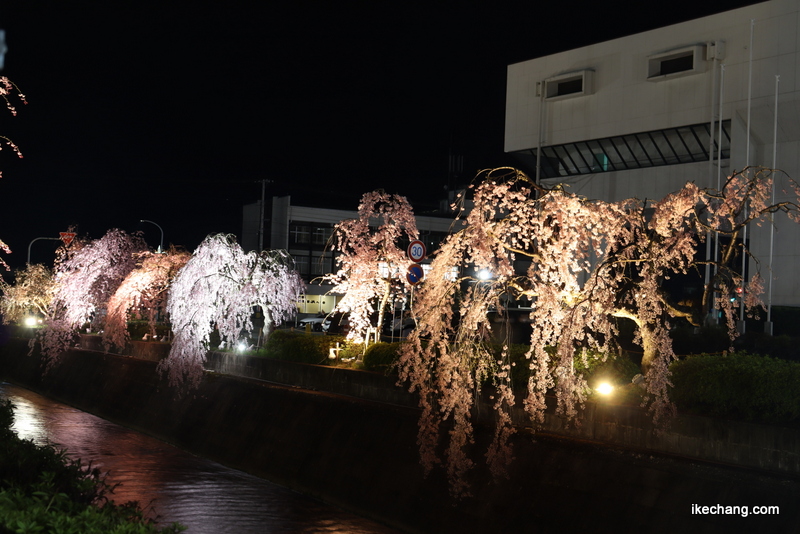 写真：天童市役所前のしだれ桜