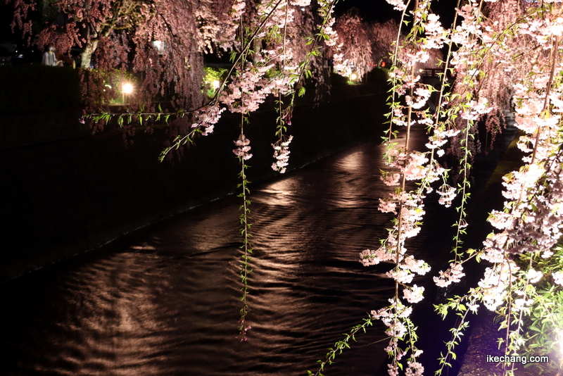 写真：水面にも桜のピンク色が映りこんでいます