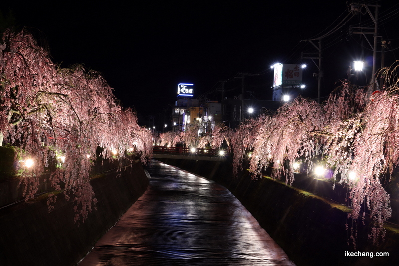 写真：銀将橋から天童温泉の方向を眺めた様子（倉津川しだれ桜ライトアップ）