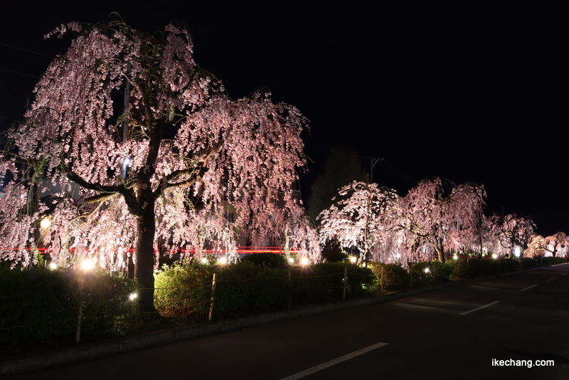 写真：およそ750メートルに渡ってライトアップされています（倉津川しだれ桜）