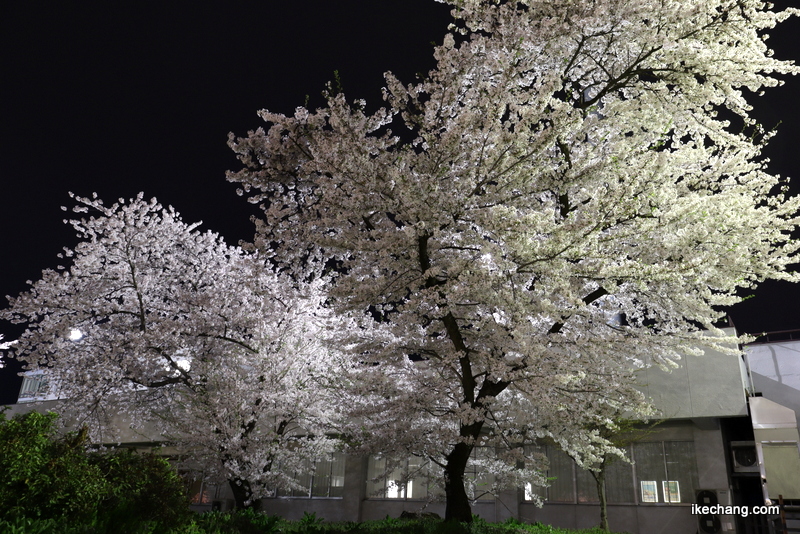 写真：天童市役所のソメイヨシノも満開に