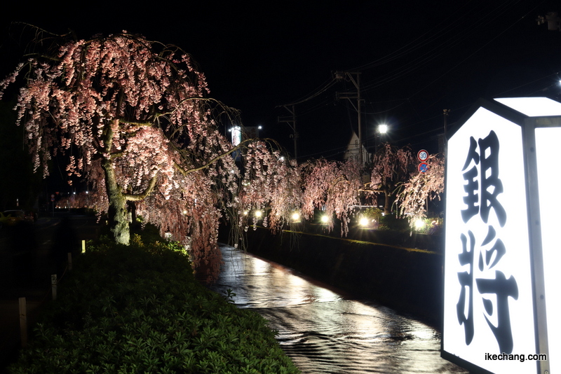 写真：銀将橋と倉津川のしだれ桜