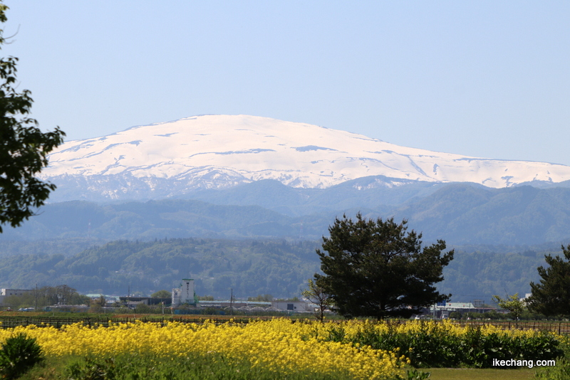 写真：菜の花と白く輝く月山