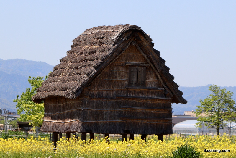 写真：菜の花に建つ高床式倉庫