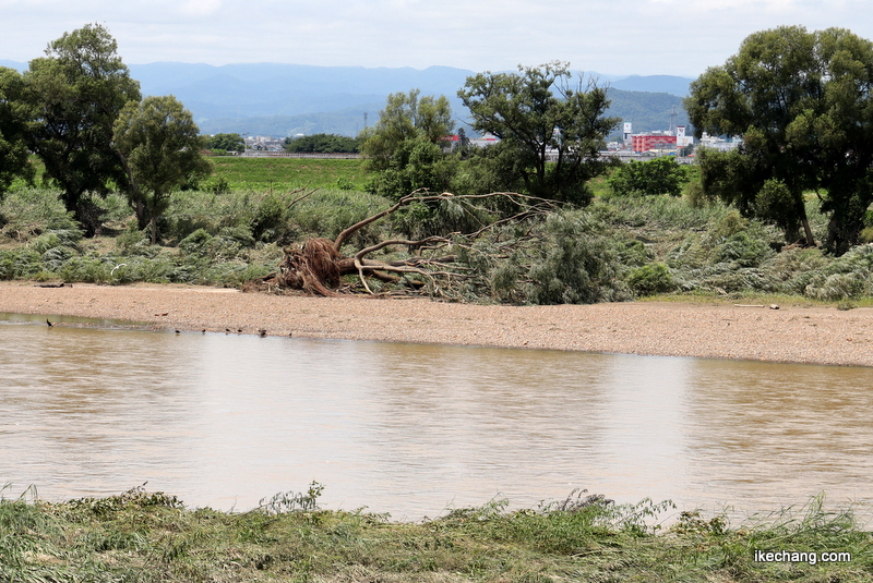 写真：濁流でなぎ倒された樹木と茶色く濁った最上川