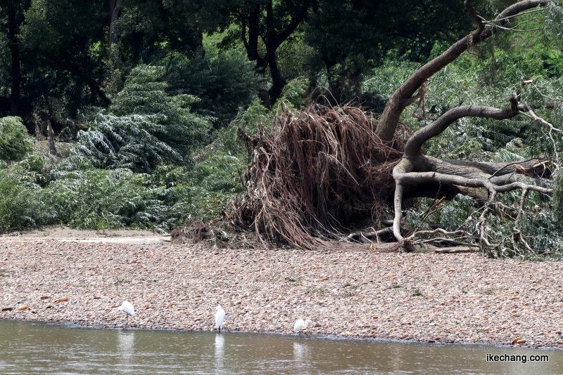 写真：濁流で倒された樹木とチュウサギ
